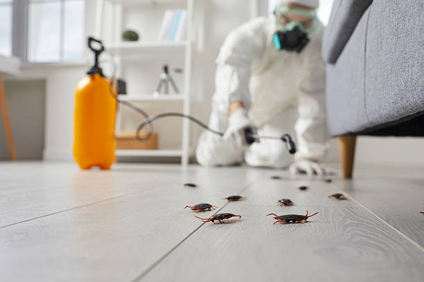 Affordable Termite Control solutions in Kingston, TN